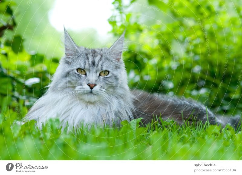 Maine Coon Umwelt Natur Pflanze Tier Gras Sträucher Efeu Haustier Katze 1 beobachten liegen schön natürlich Neugier grau grün silber Tierliebe achtsam