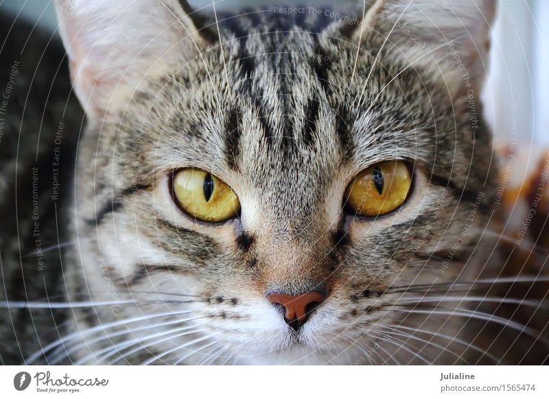 Katzenporträt mit gelben Augen Gesicht Tier Oberlippenbart Haustier Streifen nah Säugetier Backenbart Koteletten schließen Farbfoto