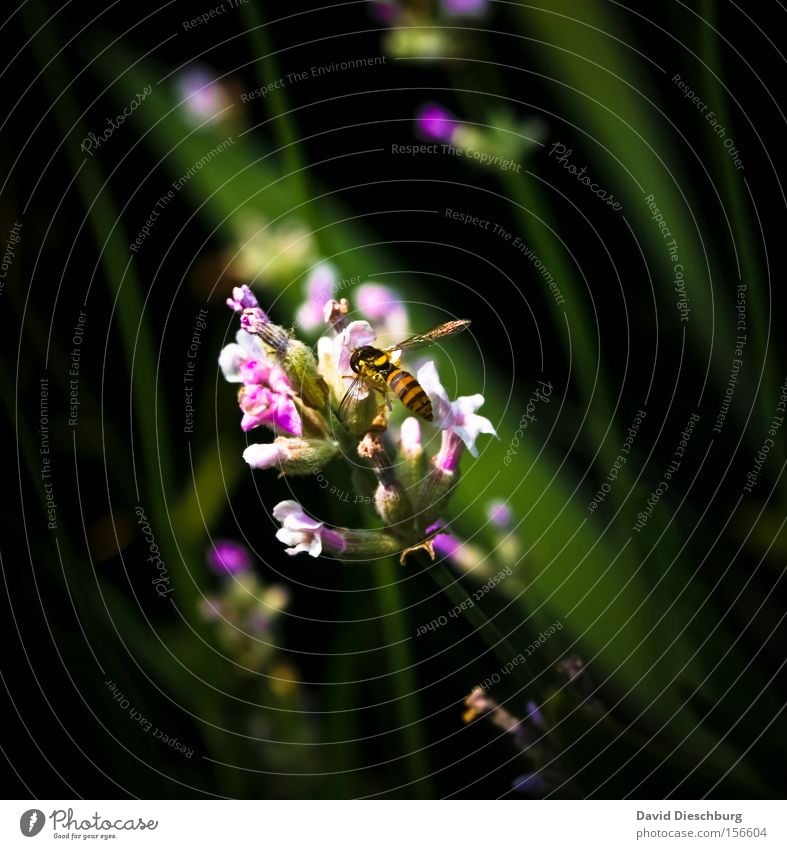 Wenn jetzt Sommer wär Lavendel Blume Blüte Pflanze violett grün Insekt Wespen Nektar Natur Wiese Makroaufnahme Nahaufnahme Stengel schwebewespe Heilpflanzen