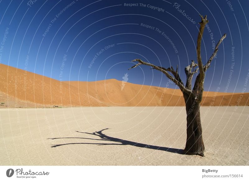 Einsamkeit Afrika Wüste Namibia Düne baum Sossous Vlei Dead Vlei Trockenheit Sesriem Weite Dürre Sand Tod Stille Kameldorn