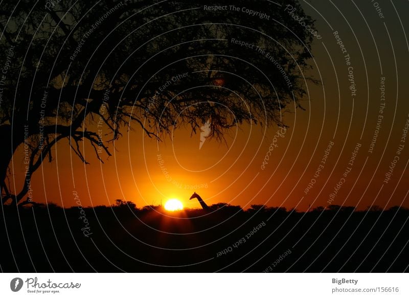 Was leuchtet denn da? Namibia Etoscha-Pfanne Giraffe Sonne Sonnenuntergang schön ästhetisch ruhig Einsamkeit Baum Neugier Afrika Säugetier