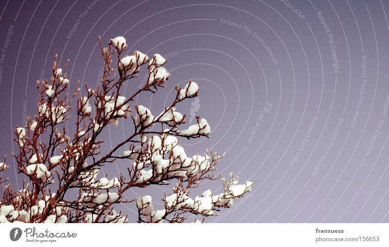 lila Baum Schnee Ast Zweig Winter violett blau Filter Sträucher Natur schön sanft Farbe reduziert