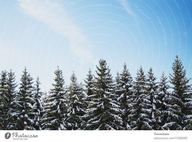 Tschüss Winter! Ferien & Urlaub & Reisen Natur Pflanze Himmel Schönes Wetter Wald Hügel ästhetisch natürlich blau schwarz weiß Gefühle Lebensfreude Schnee Ast
