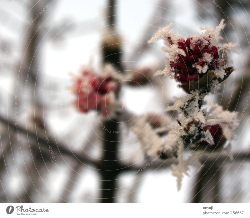 Kristallblumen kalt blau Frost Winter Ast Natur Makroaufnahme Pflanze Blume Rose Eis Schnee