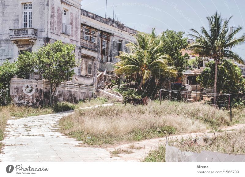 ausgeträumt Palme Havanna Kuba Stadt Menschenleer Haus Traumhaus Ruine Park Gebäude Villa Gutshaus Fassade Garten träumen alt groß heiß hell kaputt grau