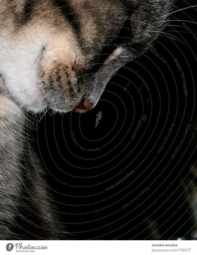 Nachdencklich Katze grau rot Mund Tier alisa schnurhaare Auge Nase