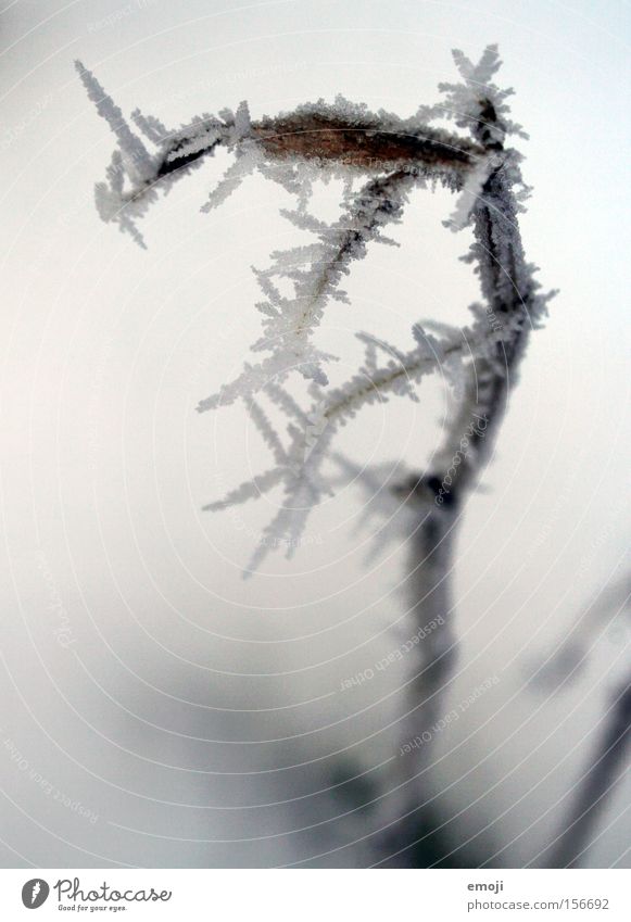 Blitz kalt blau Frost Winter Ast Natur Makroaufnahme Pflanze Blatt stachelig weiß Eis Schnee Stachel