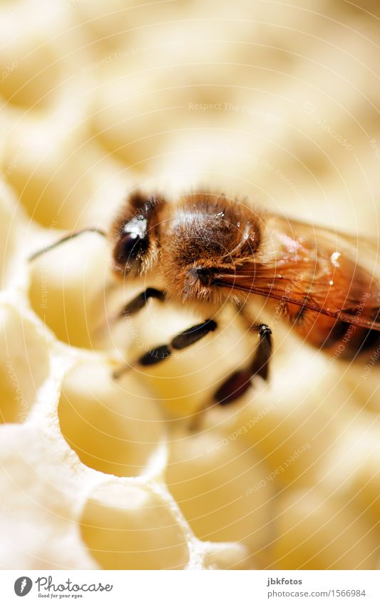 Fleißiges Bienchen Lebensmittel Süßwaren Honig Ernährung Frühstück Umwelt Natur Schönes Wetter Tier Haustier Nutztier Biene Honigbiene 1 elegant klein