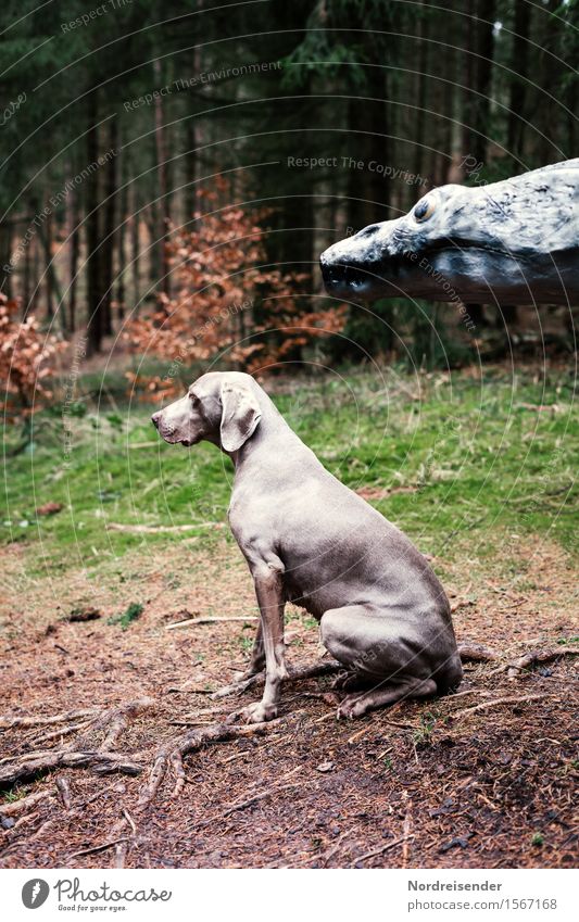 Wir müssen nach vorn schauen.... Jagd Abenteuer Tier Wald Hund 2 beobachten Fressen bedrohlich gruselig Neugier achtsam Wachsamkeit Entsetzen Zukunftsangst