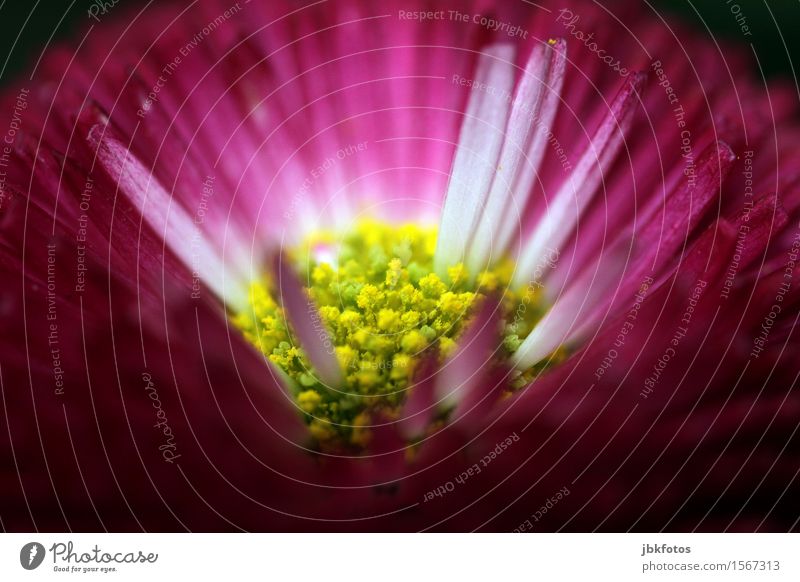 Blüte Natur Pflanze Schönes Wetter außergewöhnlich Duft Kitsch Blume Pollen violett gelb Blühend Nahaufnahme Detailaufnahme Makroaufnahme Menschenleer Licht