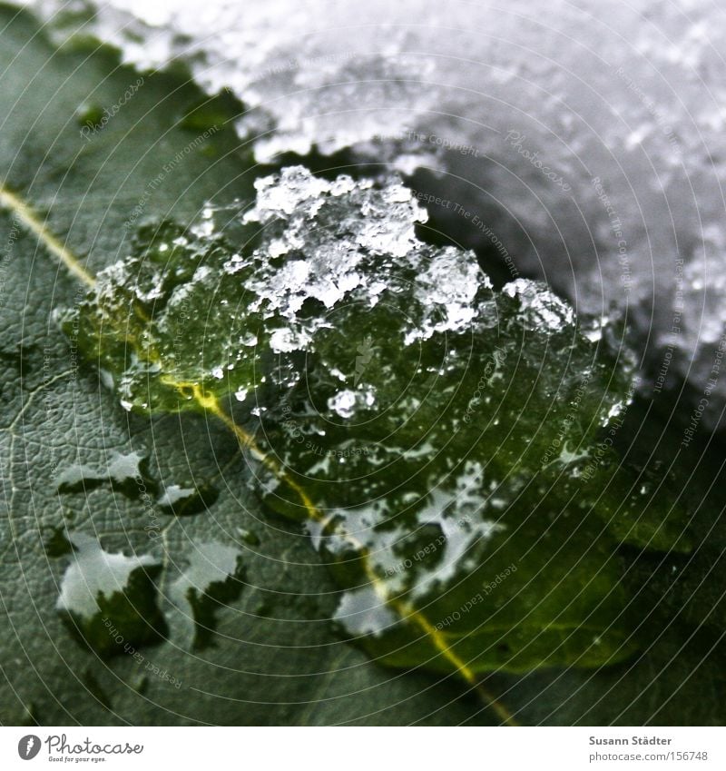 Kontrast grün Blatt Schnee Winter Wasser Wassertropfen Tropfen kalt Faser Schlittschuhlaufen frieren Spaziergang Gegenteil Eis Chloroplasten