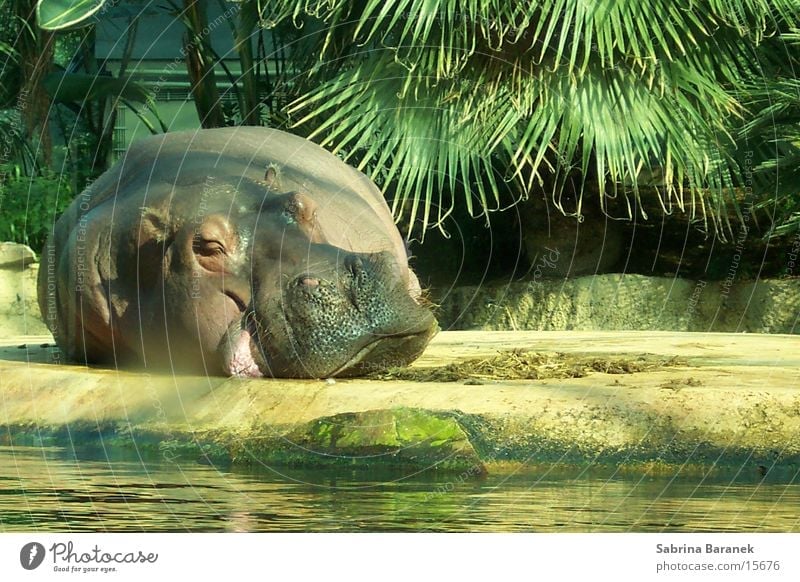 chillin' in the sun Tier Flußpferd Zoo schlafen chilln Sonne Fett
