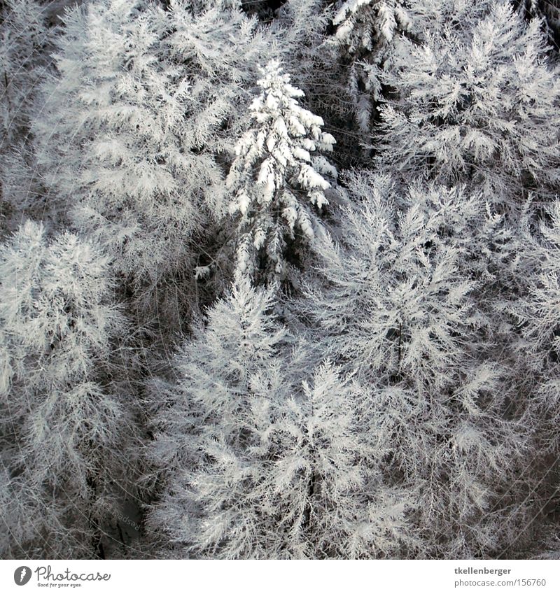 Wattebausch Freiheit Winter Schnee Luftverkehr Eis Frost Baum fliegen Stress Tanne Gewicht belasten Frau Holle Vogelperspektive