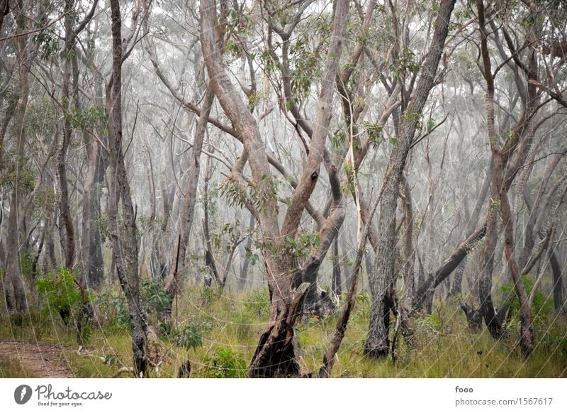 special trees wandern Umwelt Natur Landschaft Pflanze Tier Urelemente Herbst Nebel Baum Gras Sträucher Wald Urwald Moor Sumpf außergewöhnlich bedrohlich dunkel