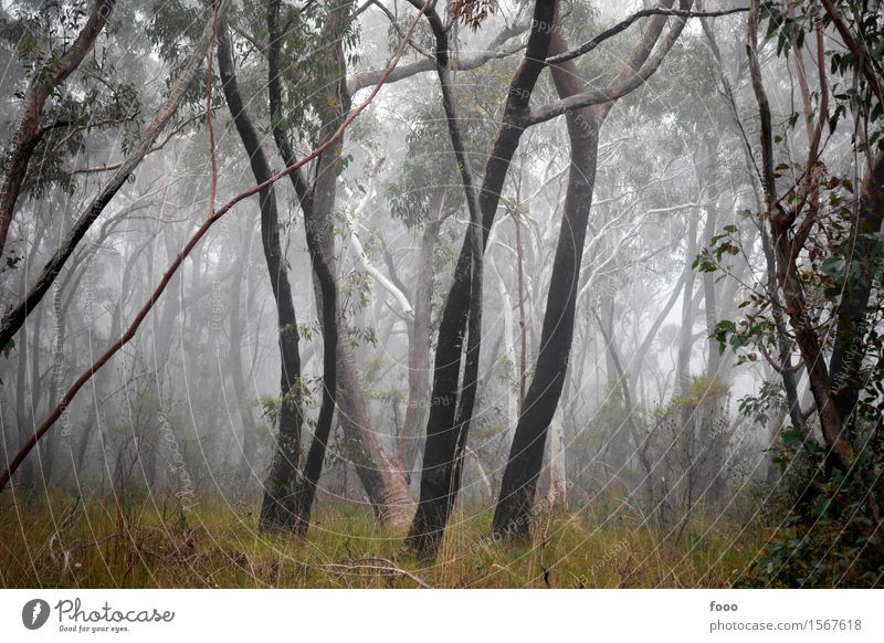magic forest wandern Natur Landschaft Herbst Wetter Nebel Pflanze Baum Gras Sträucher Wald Urwald dunkel gruselig trist Angst gefährlich Verzweiflung Abenteuer