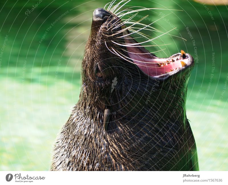 Schreiende/Rufende Robbe Tier Tiergesicht Fell Zoo Aquarium 1 entdecken füttern schreien träumen Aggression außergewöhnlich bedrohlich glänzend groß lustig