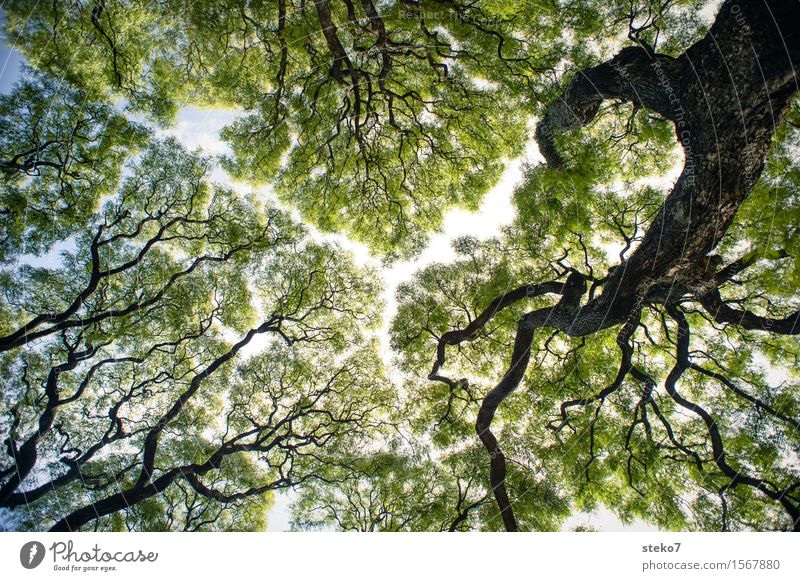 Riss im Blätterdach Himmel Baum Park gigantisch grün ästhetisch Mittelpunkt Schutz Symmetrie Wachstum Lücke Baumstamm filigran Außenaufnahme Menschenleer