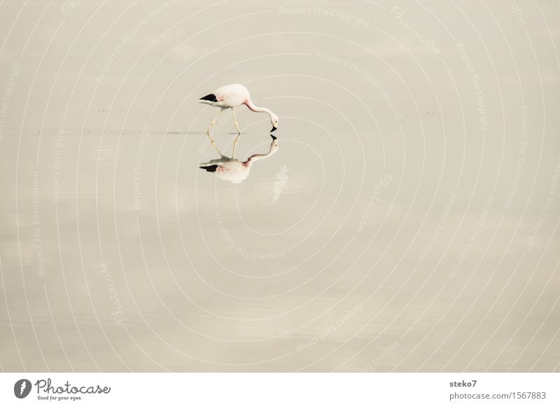 eine Spiegelei zum Frühstück See Salzsee Salar de Atacama Flamingo 1 Tier berühren Fressen laufen Blick Identität Symmetrie Spiegelbild Reflexion & Spiegelung