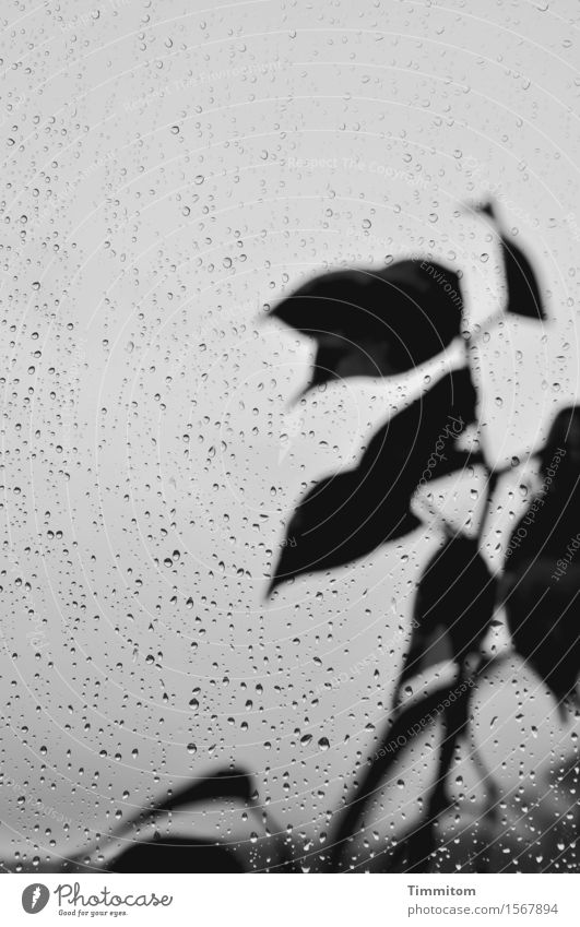 Drin bleiben? schlechtes Wetter Regen Pflanze Blatt Glas Blick ästhetisch grau schwarz Gefühle Fensterscheibe Wassertropfen Schwarzweißfoto Innenaufnahme