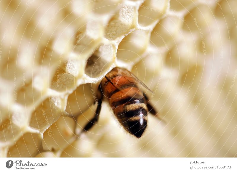 mit dem Kopf durch die Wand Umwelt Natur Tier Haustier Nutztier Biene Flügel 1 außergewöhnlich schön sportlich stachelig Honig Honigbiene Bienenwaben Sechseck