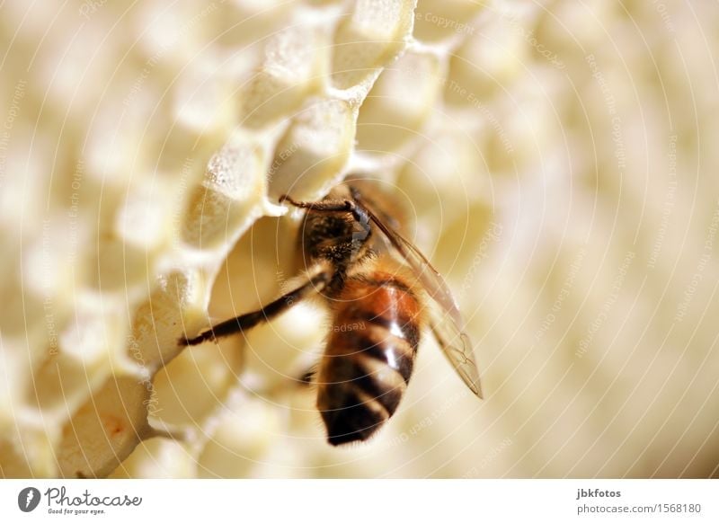 Hallo, gibts hier noch etwas zu futtern? Lebensmittel Honig Ernährung Umwelt Natur Tier Haustier Nutztier Biene Flügel Honigbiene 1 einzigartig Makroaufnahme