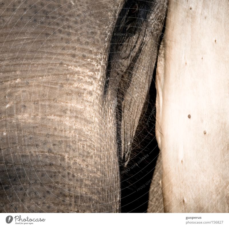 {augenschein} Elefant Haut rau Neugier Vertrauen zutraulich Säugetier Bildung Auge Eye nah Falte near by skin to wrinkle inquisitive rough