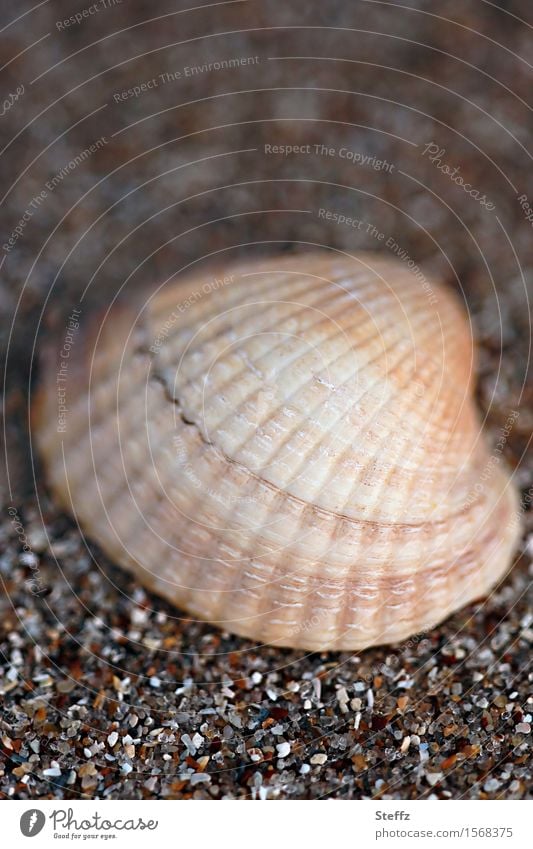 Muschelschale mit symmetrischem Naturmuster maritim Nordseemuschel Muschelform Strand nordisch nordische Natur Nordseestrand Strandspaziergang Brauntöne