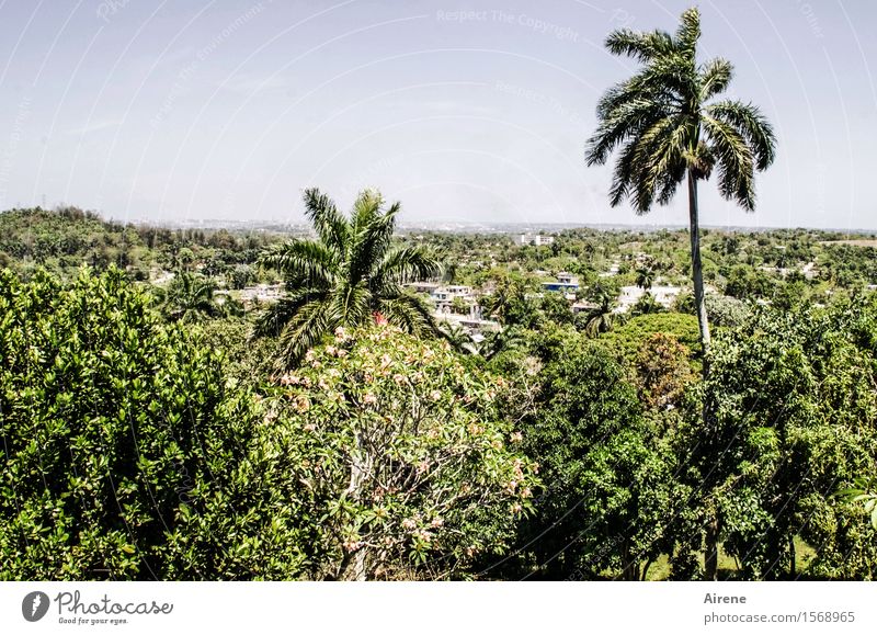 herausragend Landschaft Himmel Klima Schönes Wetter Pflanze Baum exotisch Palme Wald Urwald Havanna Kuba heiß hell maritim positiv trocken blau grün Niveau