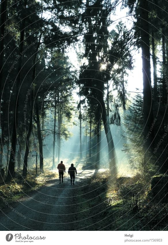 zwei Personen walken bei Sonnenlicht im Wald Farbfoto Außenaufnahme Tag Licht Schatten Silhouette Sonnenstrahlen Gegenlicht Freude Freizeit & Hobby wandern