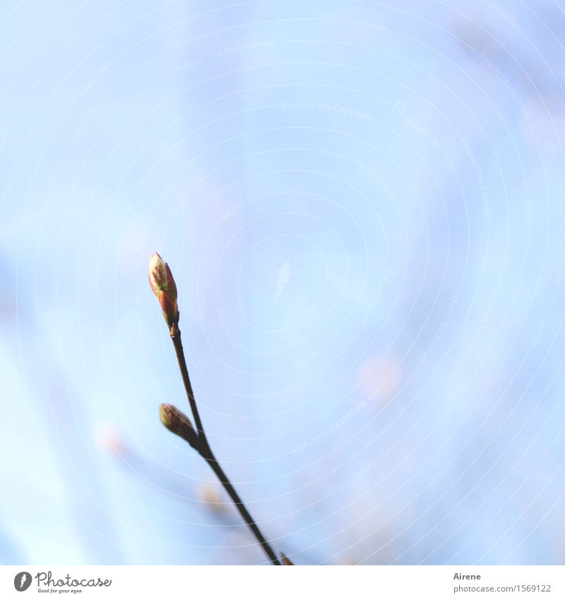 pars pro toto Pflanze Himmel Frühling Schönes Wetter Sträucher Blütenknospen Zweig Garten Wachstum Freundlichkeit hell blau Frühlingsgefühle Natur Farbfoto
