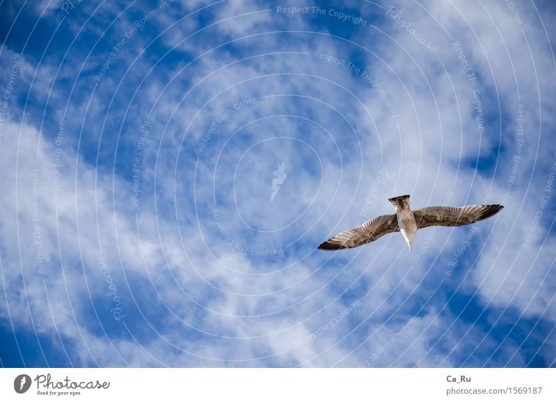 Freier Flug Himmel Wolken Tier Wildtier Vogel Flügel 1 ästhetisch authentisch elegant frei hoch schön maritim Geschwindigkeit blau grau schwarz weiß Gefühle