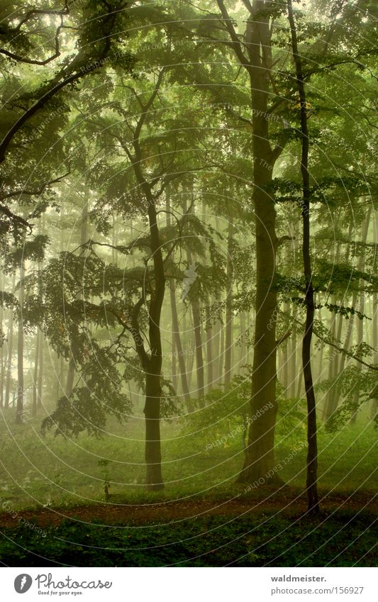 skog Wald Nebel Baum Blatt mystisch ruhig Erholung Holz Urwald Märchen Zauberei u. Magie grün Romantik bezaubernd