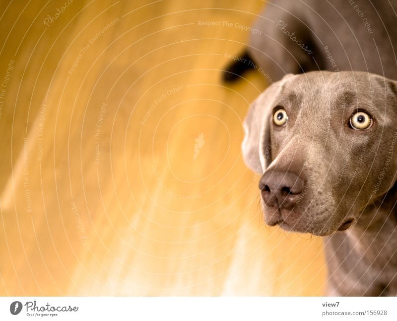 Verfolger Hund Blick Schnauze Auge Konzentration betteln Weimaraner Säugetier Innenaufnahme Vor hellem Hintergrund Anschnitt Detailaufnahme Bildausschnitt