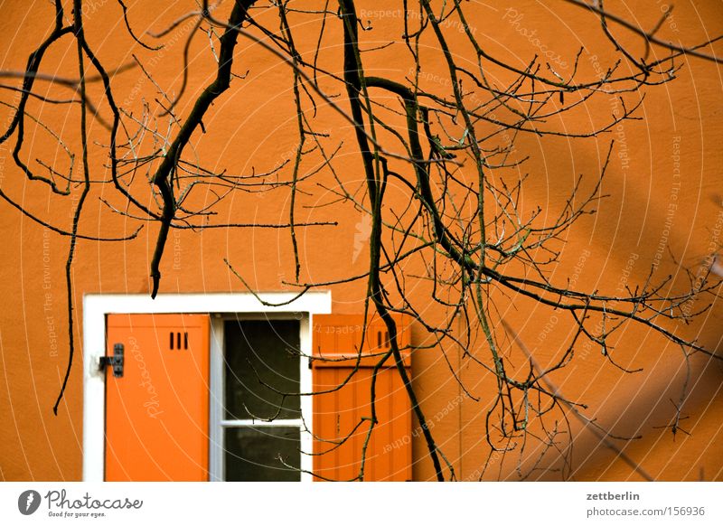 Tuschkasten Haus Fassade Fenster Fensterladen oben offen Hälfte Baum Ast Zweig Winter Frühling kahl Stalking Detailaufnahme