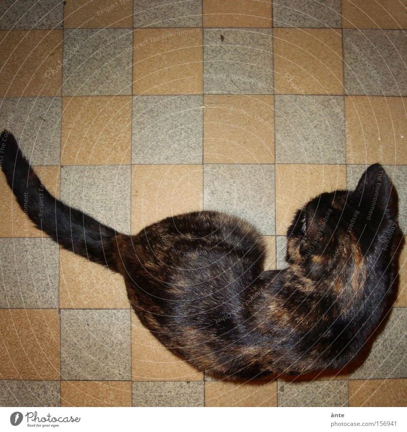 Rückblick Katze Altertum Bodenplatten Haustier Tierhaltung Säugetier Vignette Küchenfussboden zurückschauen Mäusejagd Tierquälerei