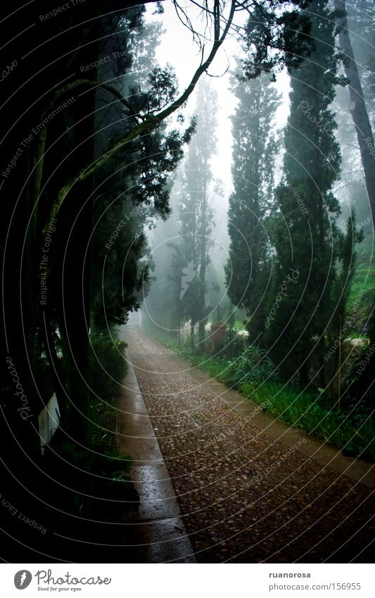 Einsiedelei Nebel ruhig Wege & Pfade Zypresse Baum Natur Physis Wald grün braun
