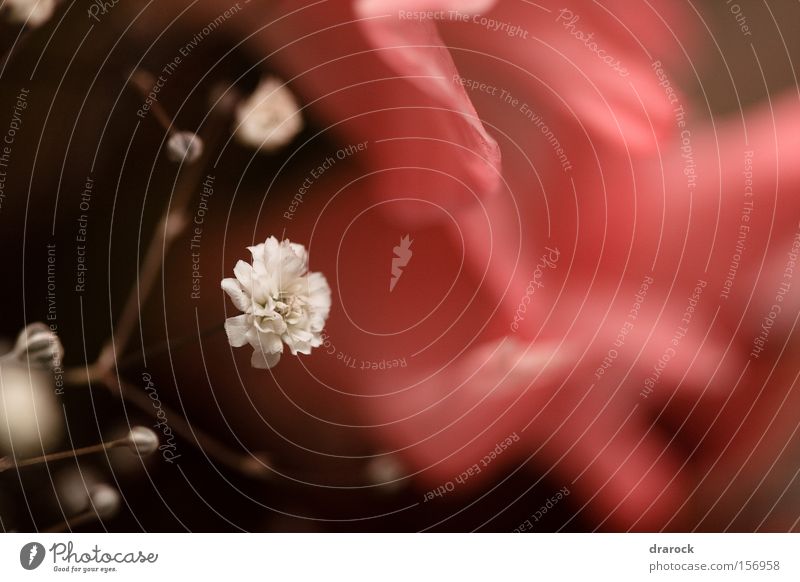 Traum von rosa Nahaufnahme Makroaufnahme Pflanze Blume weiß Stimmung Gladiolen Drarock