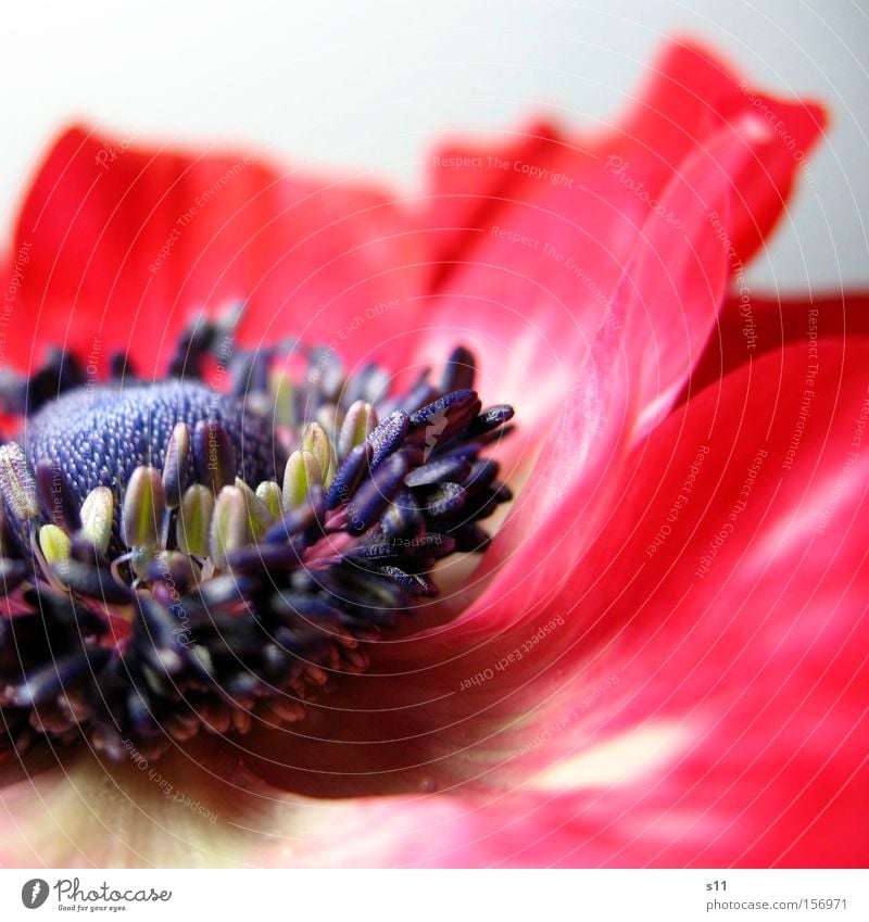 Anemone Anemonen Frühling Blume Blüte Blütenblatt Makroaufnahme rot zart fein Wiese Nahaufnahme Detailaufnahme Stempel Frühlingsbote Mitte