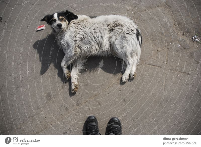 Hund Turnschuh Asphalt Säugetier Straßenhund faulenzen wecken Störung Störenfried liegen Außenaufnahme Farbfoto Haushund Mischling