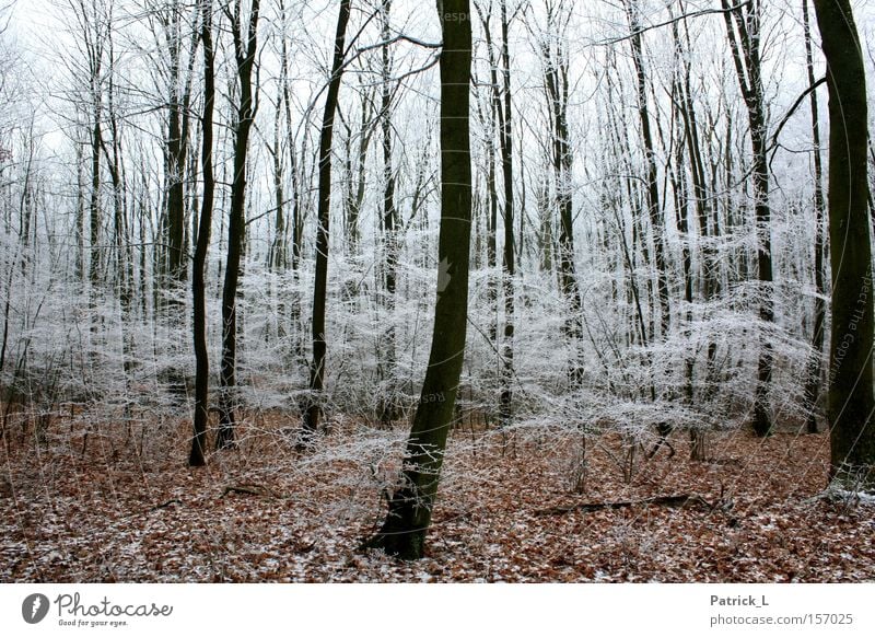 Wunsch-Wald träumen Eis hell dunkel Märchen Zufriedenheit Neugier Hoffnung schwarz weiß Blatt Winter Deutschland Schnee
