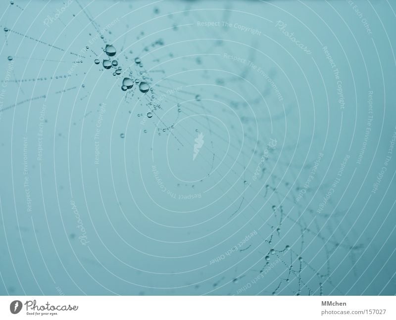 wet net Netz Spinnennetz Wassertropfen Tau Nebel Netzwerk durcheinander spinnen Tropfen Makroaufnahme Nahaufnahme Herbst Neigung Schnur