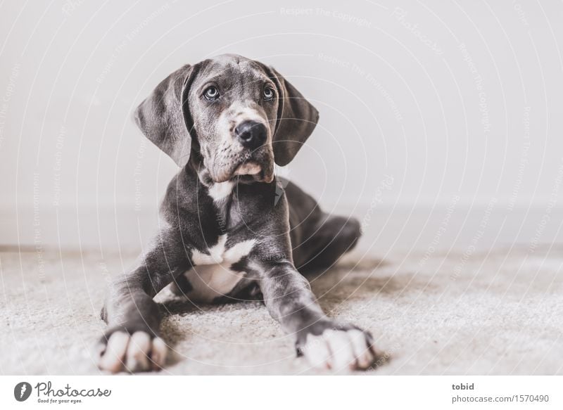 Meister Schlappohr Pt.10 Tier Haustier Hund beobachten liegen kuschlig grau weiß Deutsche Dogge Pfote Schnauze Teppich Hängeohr Farbfoto Innenaufnahme