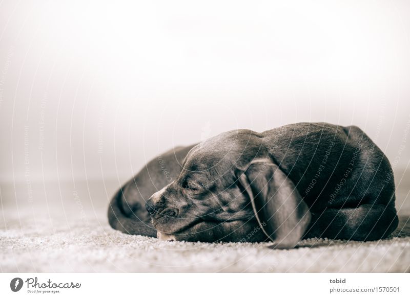 Meister Schlappohr Haustier Hund 1 Tier schlafen ruhen Dogge Tierjunges friedlich Teppich Farbfoto Innenaufnahme Nahaufnahme Schwache Tiefenschärfe Tierporträt