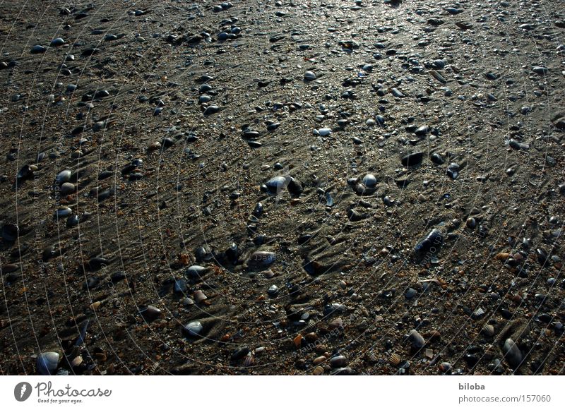 Ebbe Sand Meer Strand Muschel Boden mehrere glänzend Hintergrundbild Strukturen & Formen Schatz Meerestier Trauer schön Verzweiflung Küste viele Traurigkeit