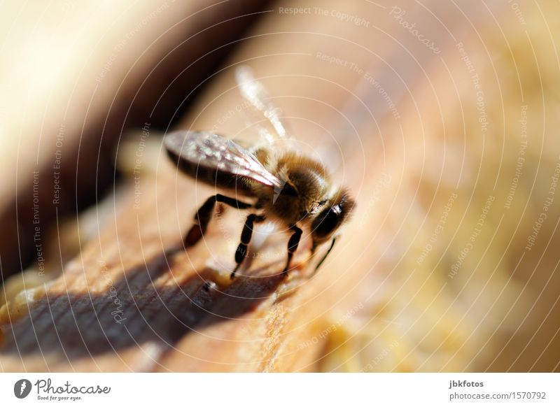 Honigbiene Lebensmittel Ernährung Freude Glück schön Freizeit & Hobby Umwelt Natur Klima Schönes Wetter Tier Nutztier Biene 1 Schwarm Aggression ästhetisch