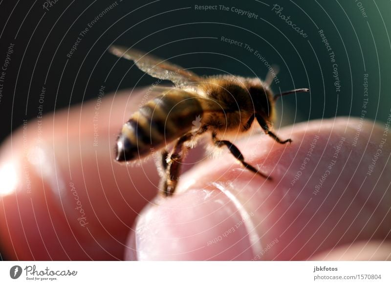 handzahme Biene Lebensmittel Honig Honigbiene Ernährung Umwelt Natur Schönes Wetter Tier Haustier Nutztier Flügel 1 schön einzigartig Erotik fliegen Imkerei