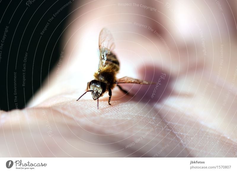 Schwänzeltanz Umwelt Natur Klima Klimawandel Schönes Wetter Tier Haustier Nutztier Biene Tiergesicht Flügel Honigbiene 1 Schwarm ästhetisch sportlich elegant
