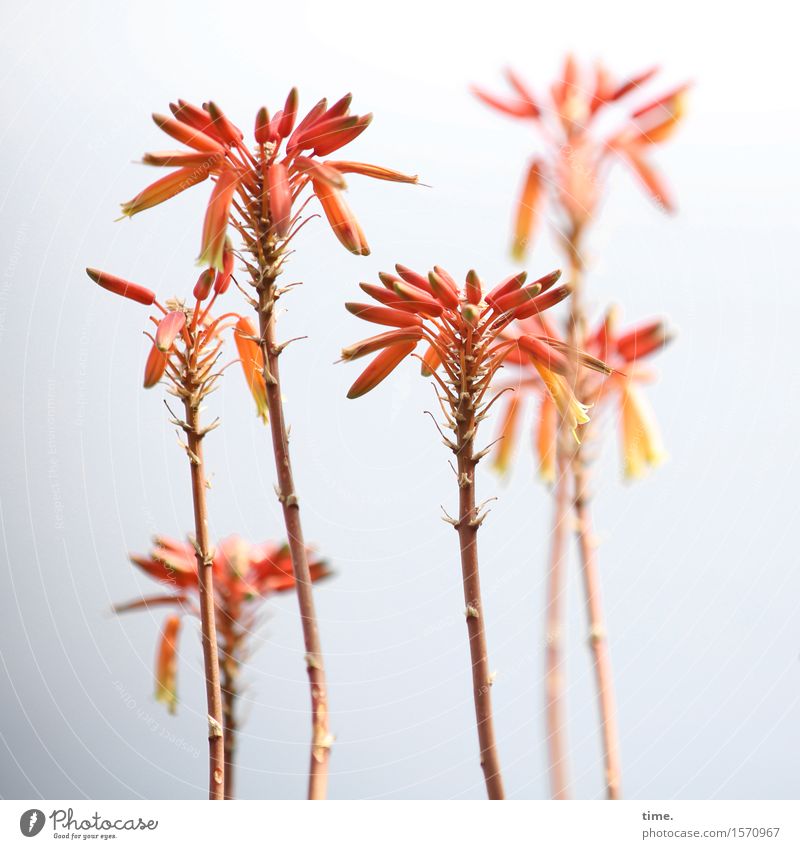 Begrüßungskomitee | aloe arborescens Himmel Schönes Wetter Pflanze Blume Blatt Blüte Wildpflanze Aloe stehen Wachstum elegant Neugier mehrfarbig gelb rot