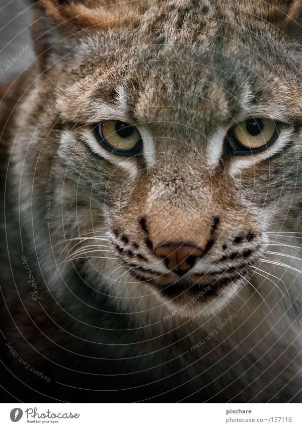 Schlechte Laune? Tier Katze gefährlich Luchs Raubkatze Auge hypnotisch fixieren Europa Säugetier pischare Blick
