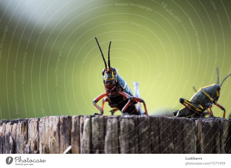 Ost Lubber Grasshopper schwarz und gelb Gesicht Natur Antenne Heuschrecke sitzen springen Florida tropisch Wanze Östlich Ost-Globber Auge Fauna Insekt Trottel
